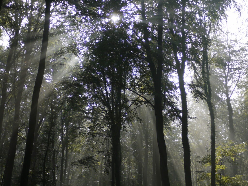 Wald Streckelsberg Koserow