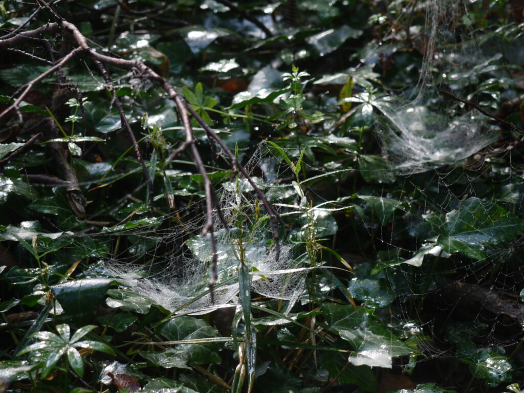 Wald Usedom