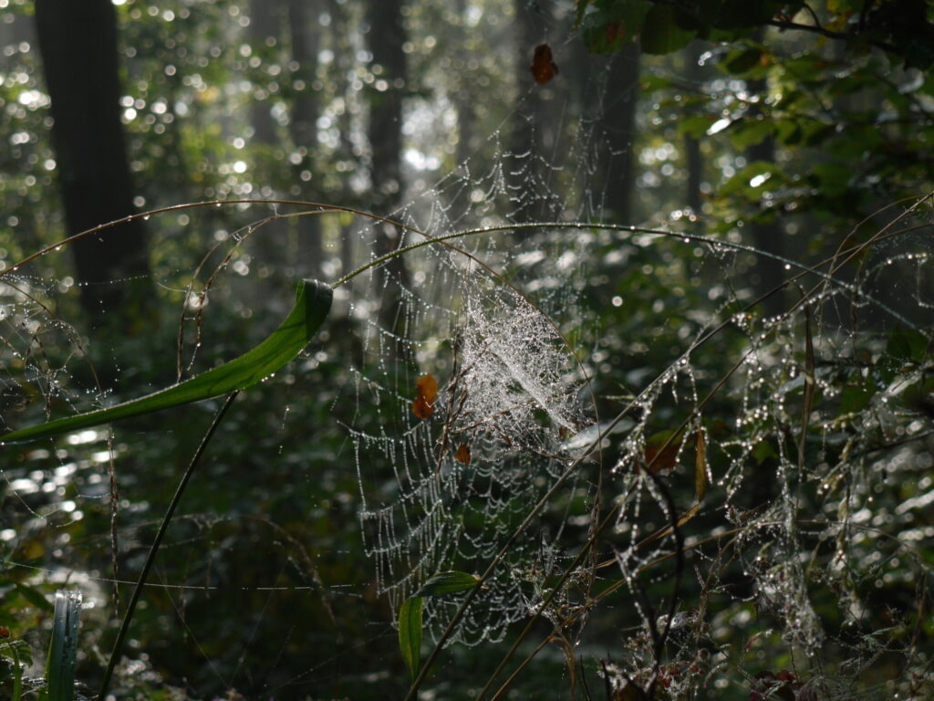 Wald Usedom