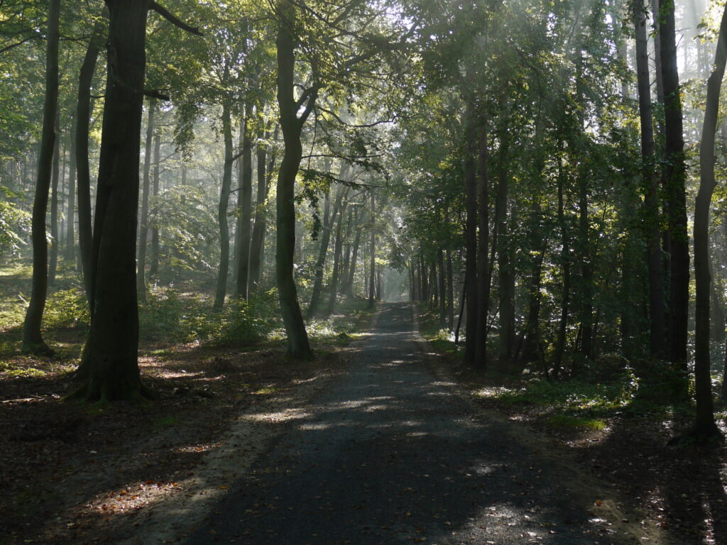 Wald Streckelsberg Koserow