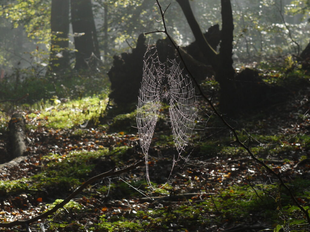 Wald Streckelsberg Koserow