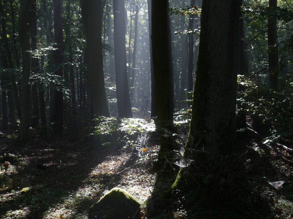 Wald Streckelsberg Koserow