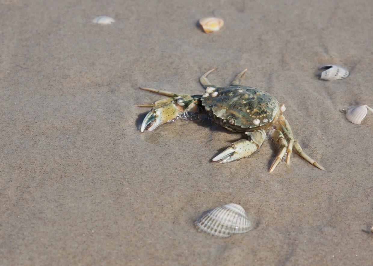 Krabbe im Watt - Ferien an der Ostsee