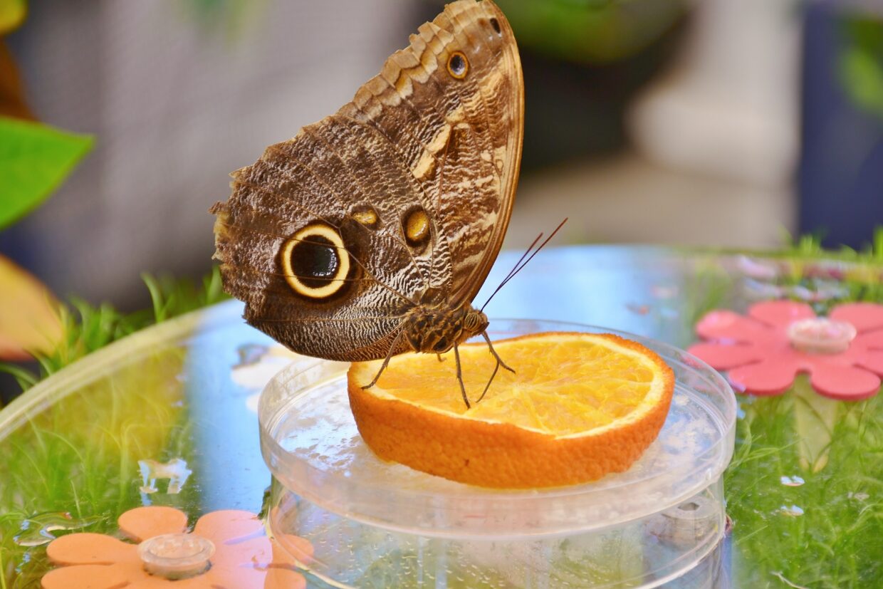 Schmetterlingshaus - Urlaub auf Usedom